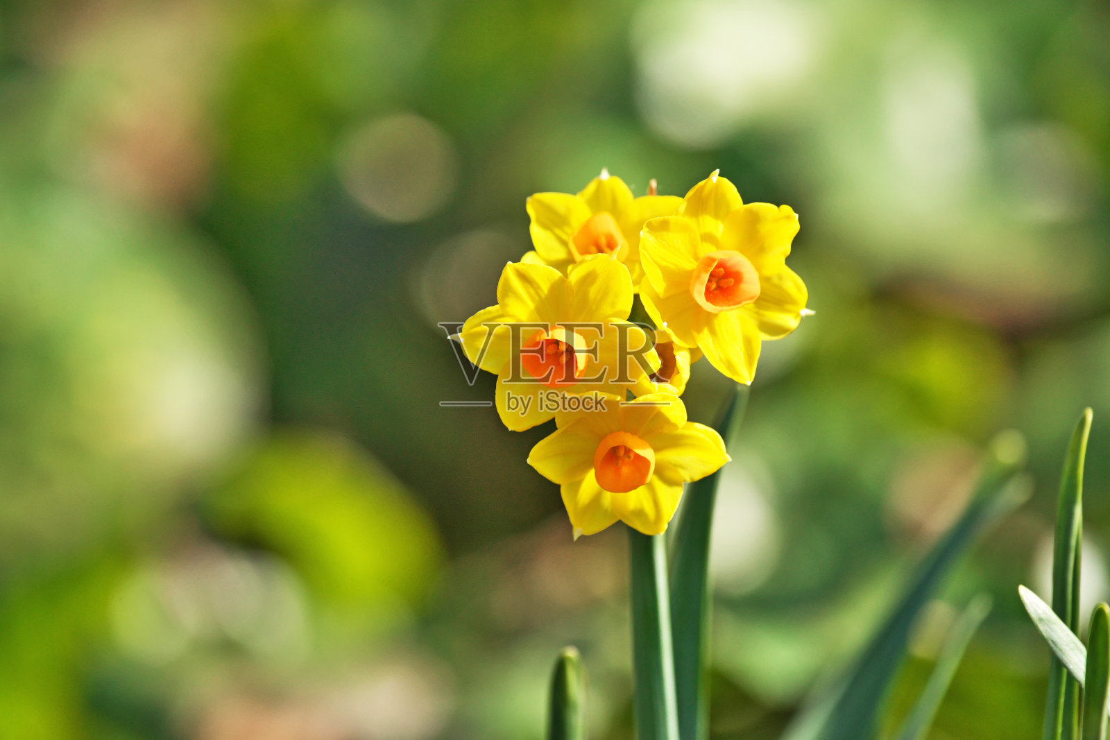水仙花照片摄影图片