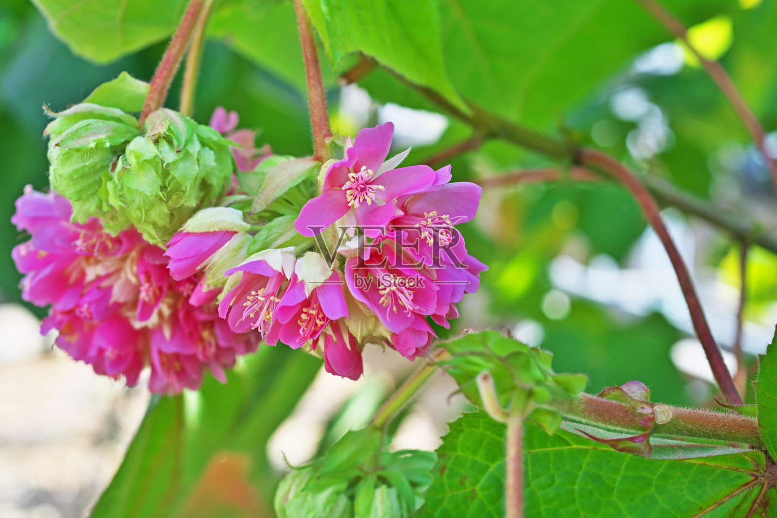 粉红色开花植物特写镜头照片摄影图片