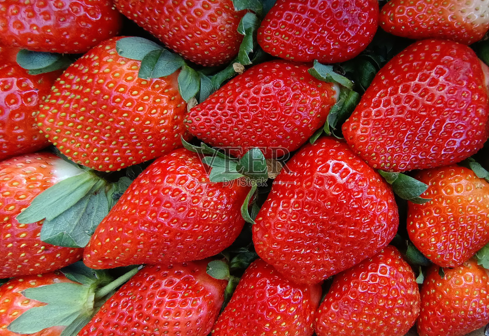 水果农场的草莓田，新鲜成熟的有机草莓背景，新鲜成熟的大红色草莓果实的收获照片摄影图片