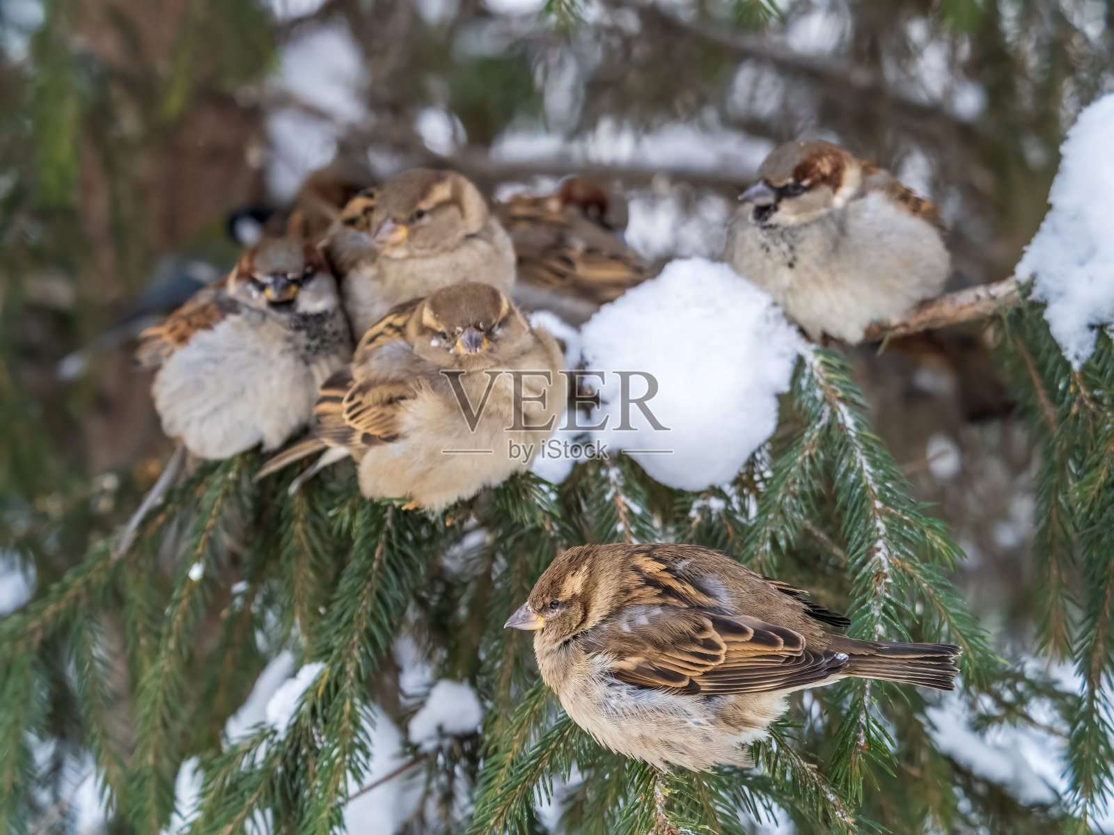 在秋天或冬天，五只麻雀坐在冷杉树枝上照片摄影图片