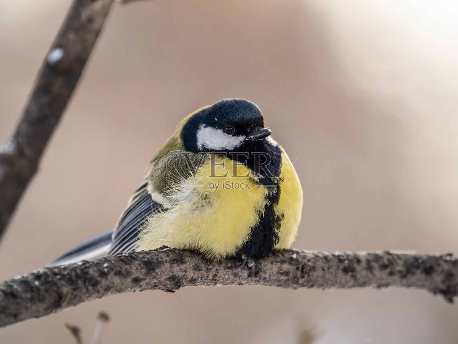 可爱的鸟大山雀，鸣鸟，在秋冬无叶的树枝上栖息。照片摄影图片