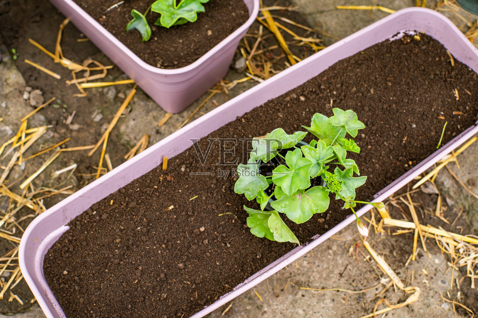 园艺。在一个温暖的春天里，把花移植到新的花盆里。照片摄影图片