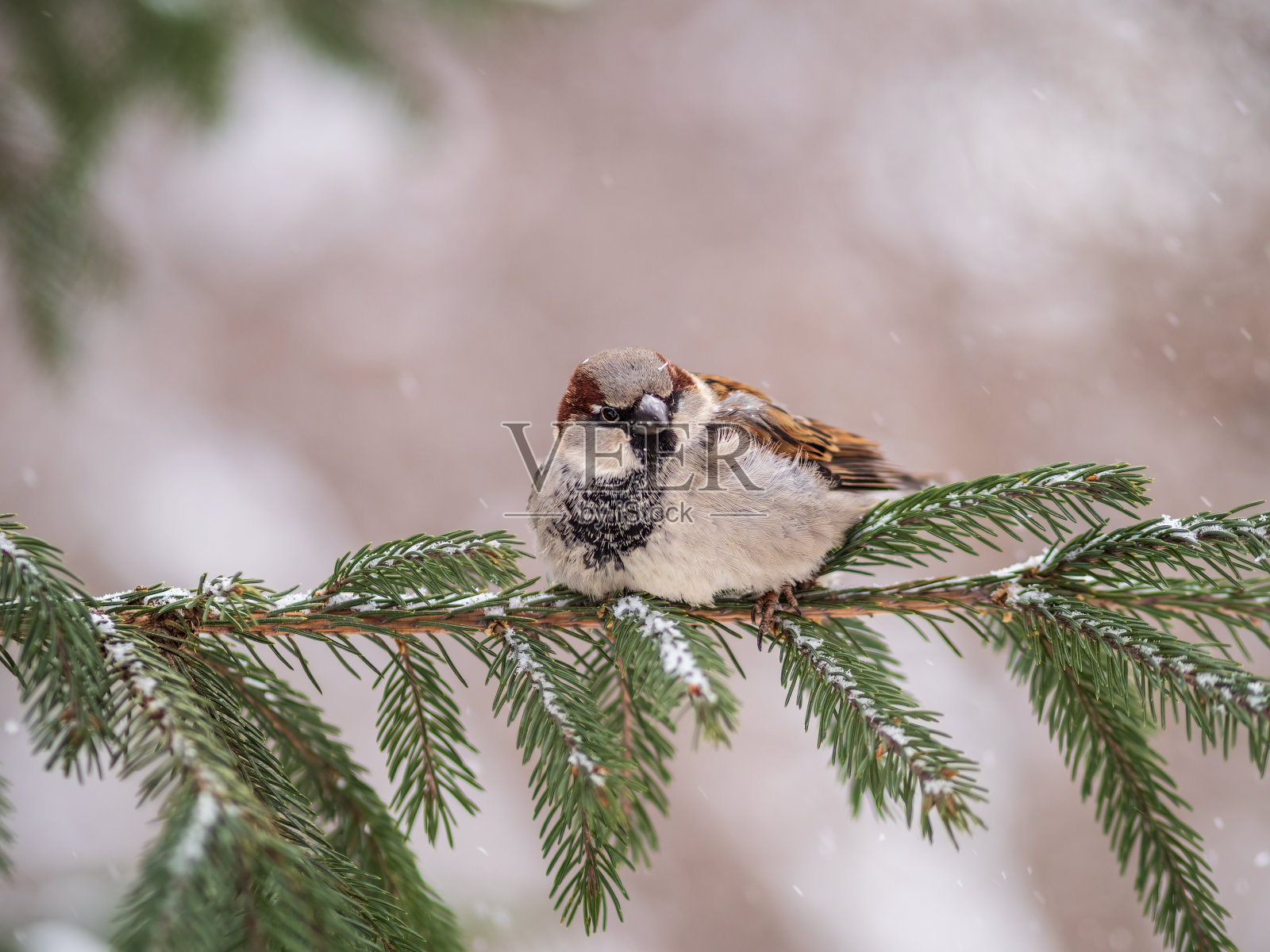 冬天，麻雀坐在有雪的冷杉树枝上照片摄影图片