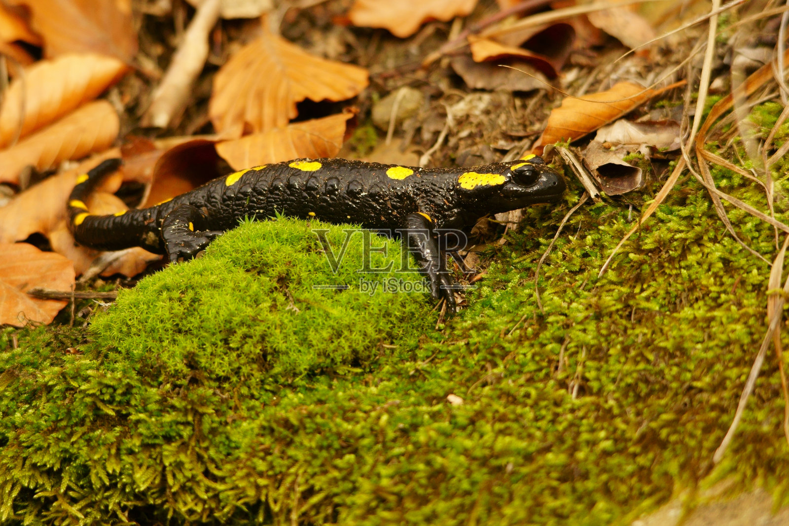 火蝾螈，Salamandra Salamandra, Bieszczady山，喀尔巴阡山脉，波兰。照片摄影图片