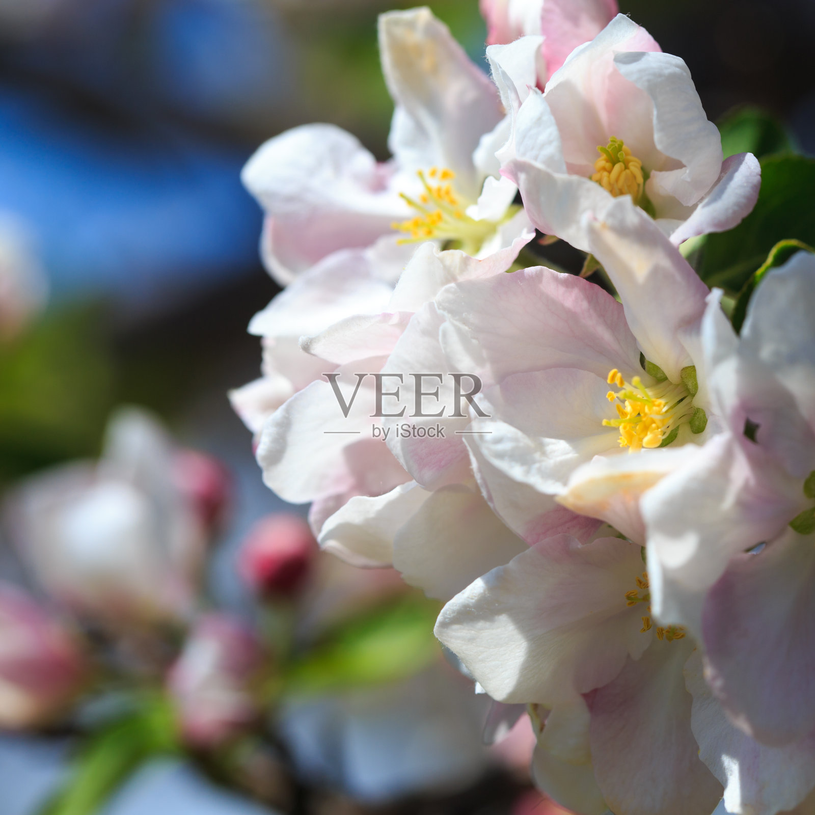 苹果花模糊的自然背景。春天的花。春天的背景。照片摄影图片