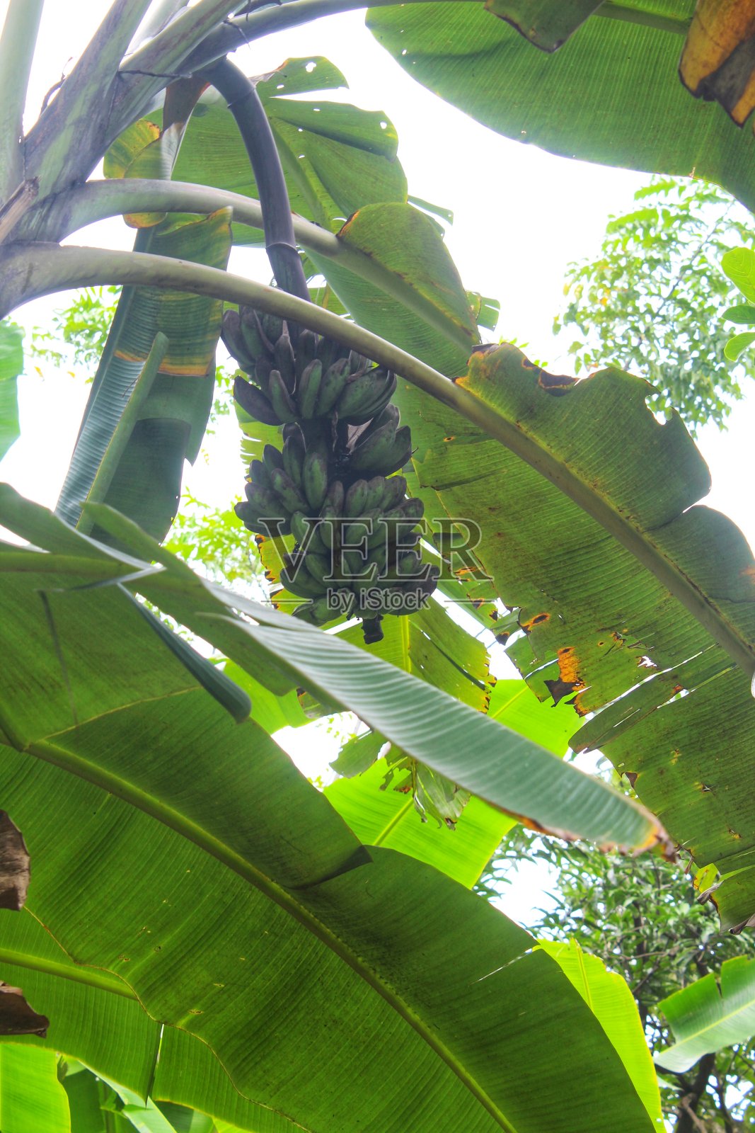 花园里的香蕉树结果丰硕照片摄影图片