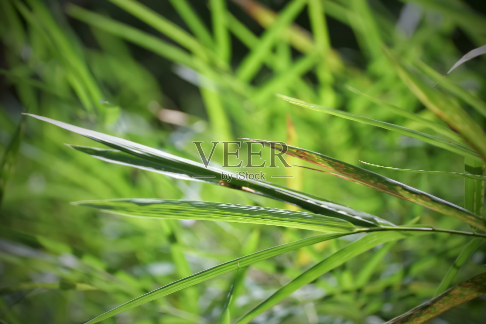 竹叶照片摄影图片