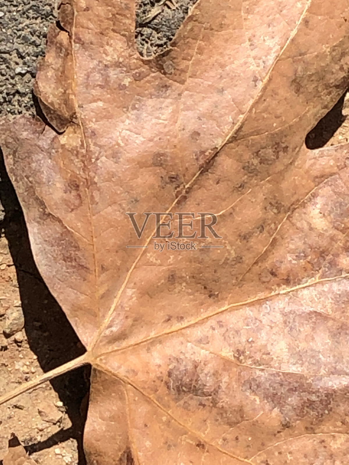 秋天叶子……照片摄影图片