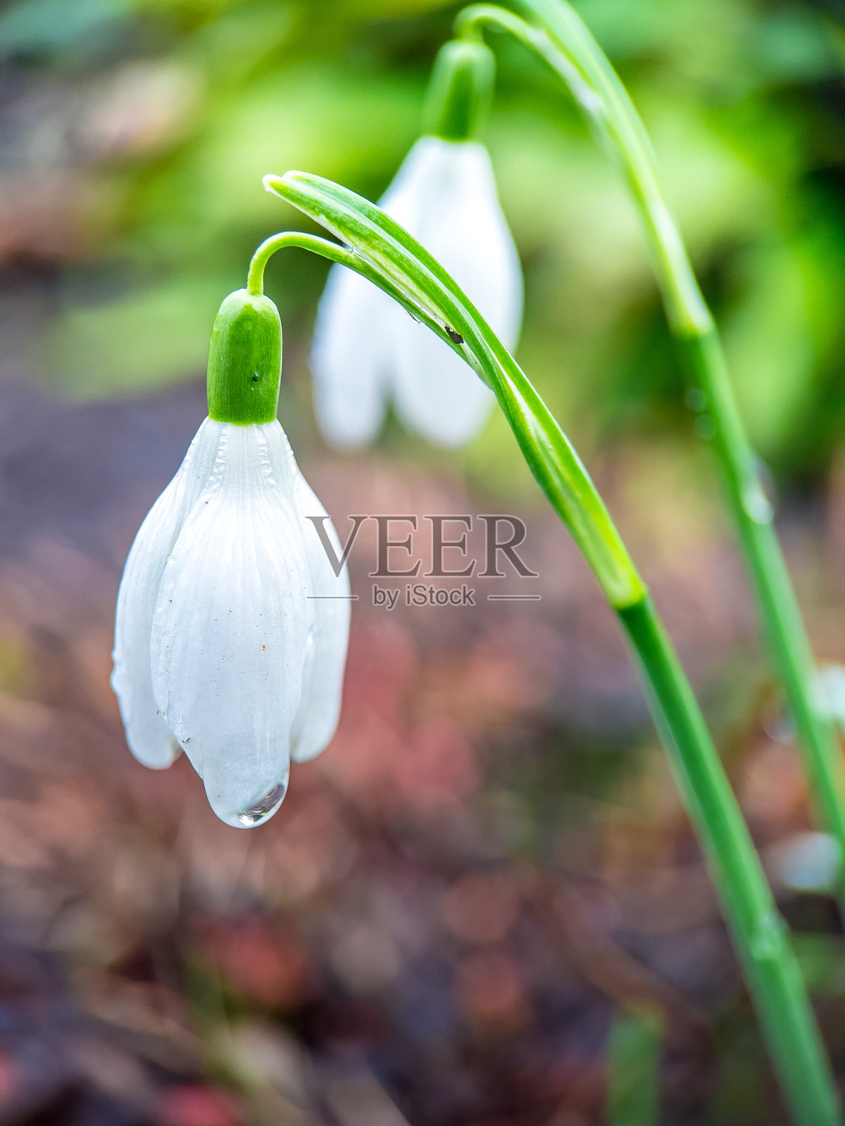 雪花花在春天照片摄影图片