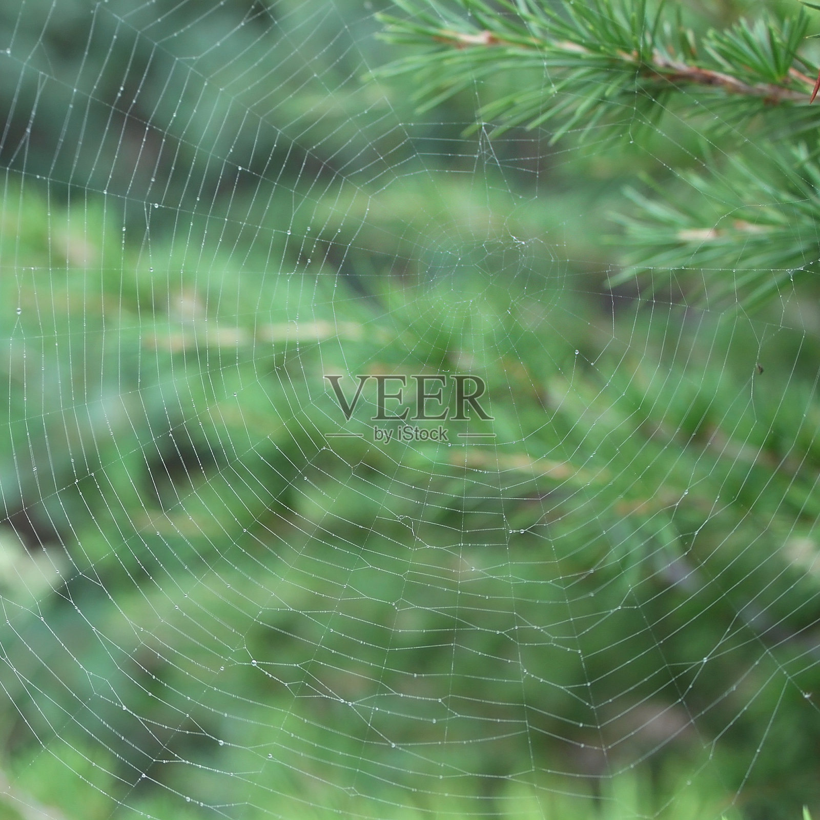 蜘蛛网照片摄影图片