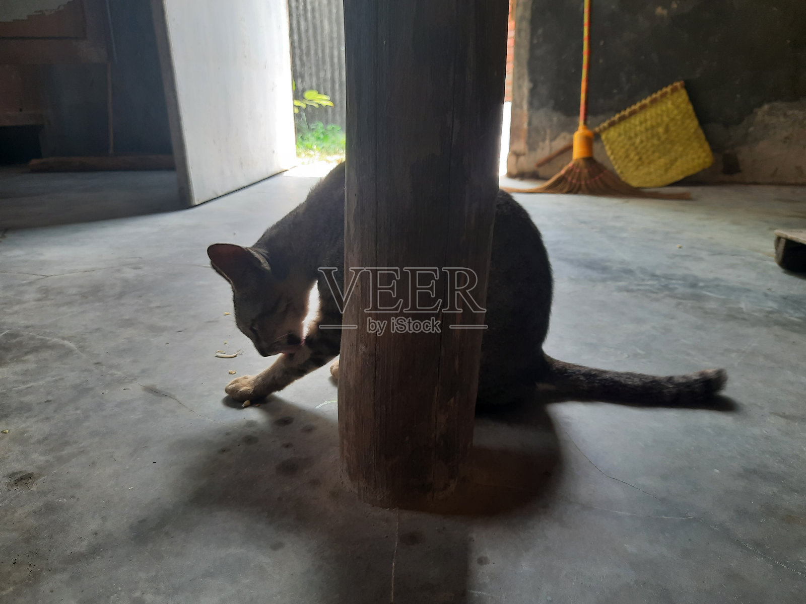 杆子后面的孤独猫照片摄影图片