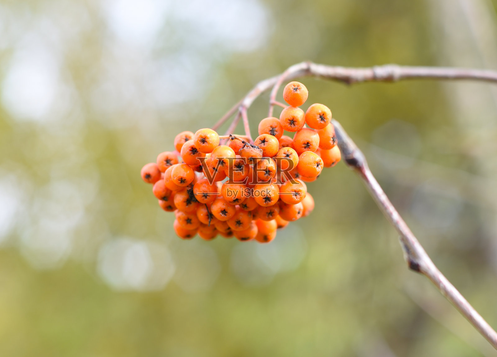 生长在俄罗斯远东地区的花楸照片摄影图片