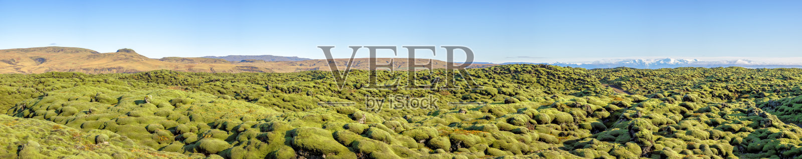 冰岛南部埃尔德劳恩火山熔岩场的苔藓覆盖全景。火山岩完全被柔软的苔藓垫层覆盖着。照片摄影图片