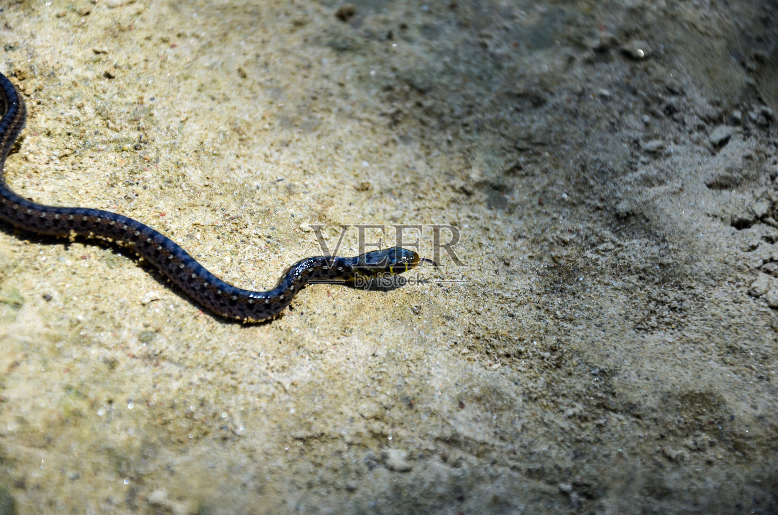 鸟眼观黑毒蛇爬行在沙或泥后，它的出生。新生的致命毒蛇在地上爬行照片摄影图片