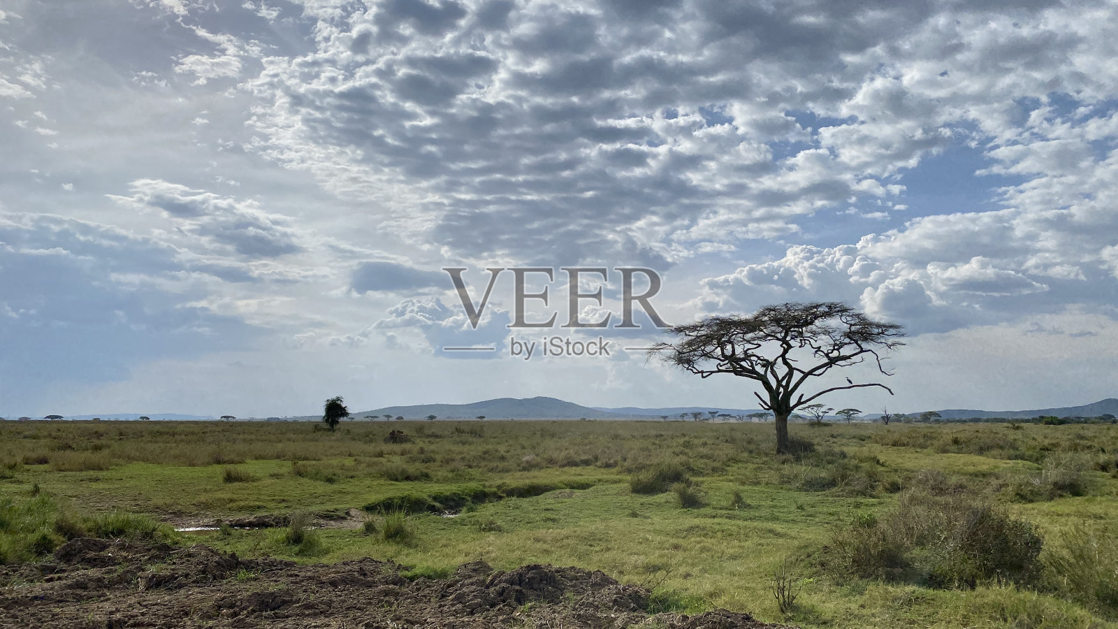 辽阔的坦桑尼亚全景。非洲令人惊叹的风景。美丽的大自然。照片摄影图片