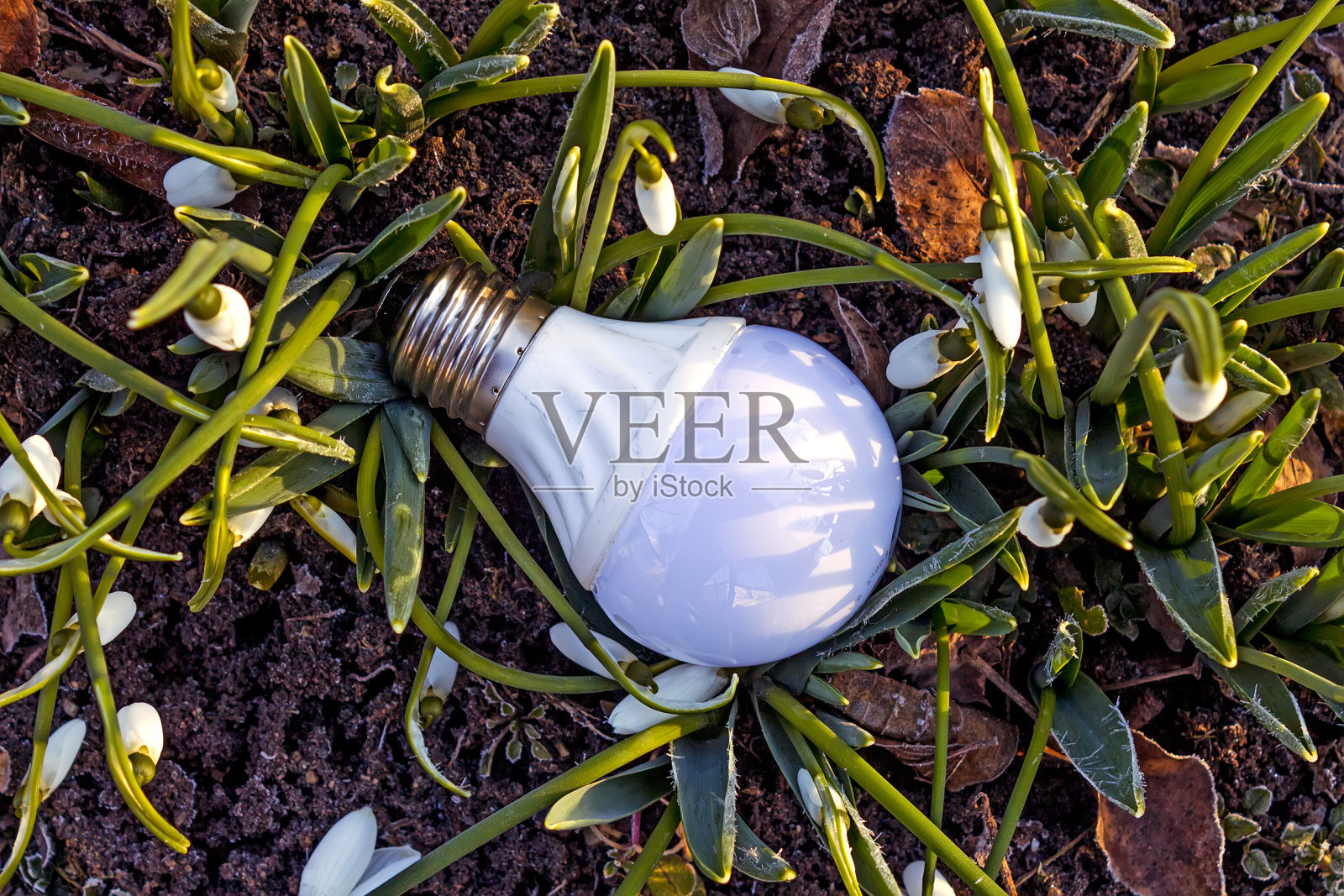 旧电灯泡。照片摄影图片