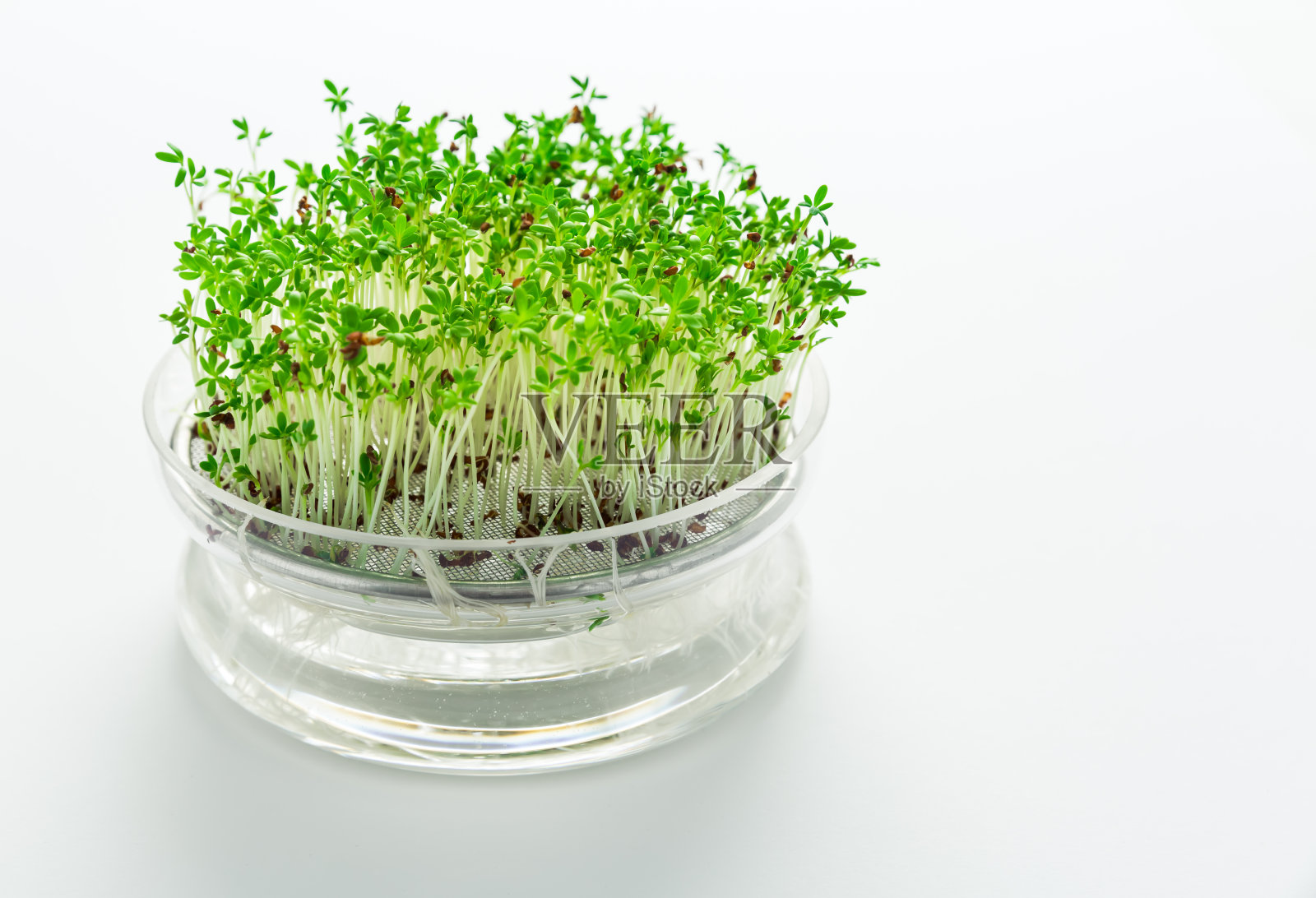 在白色背景的玻璃种盘上生长微绿色和水芹照片摄影图片