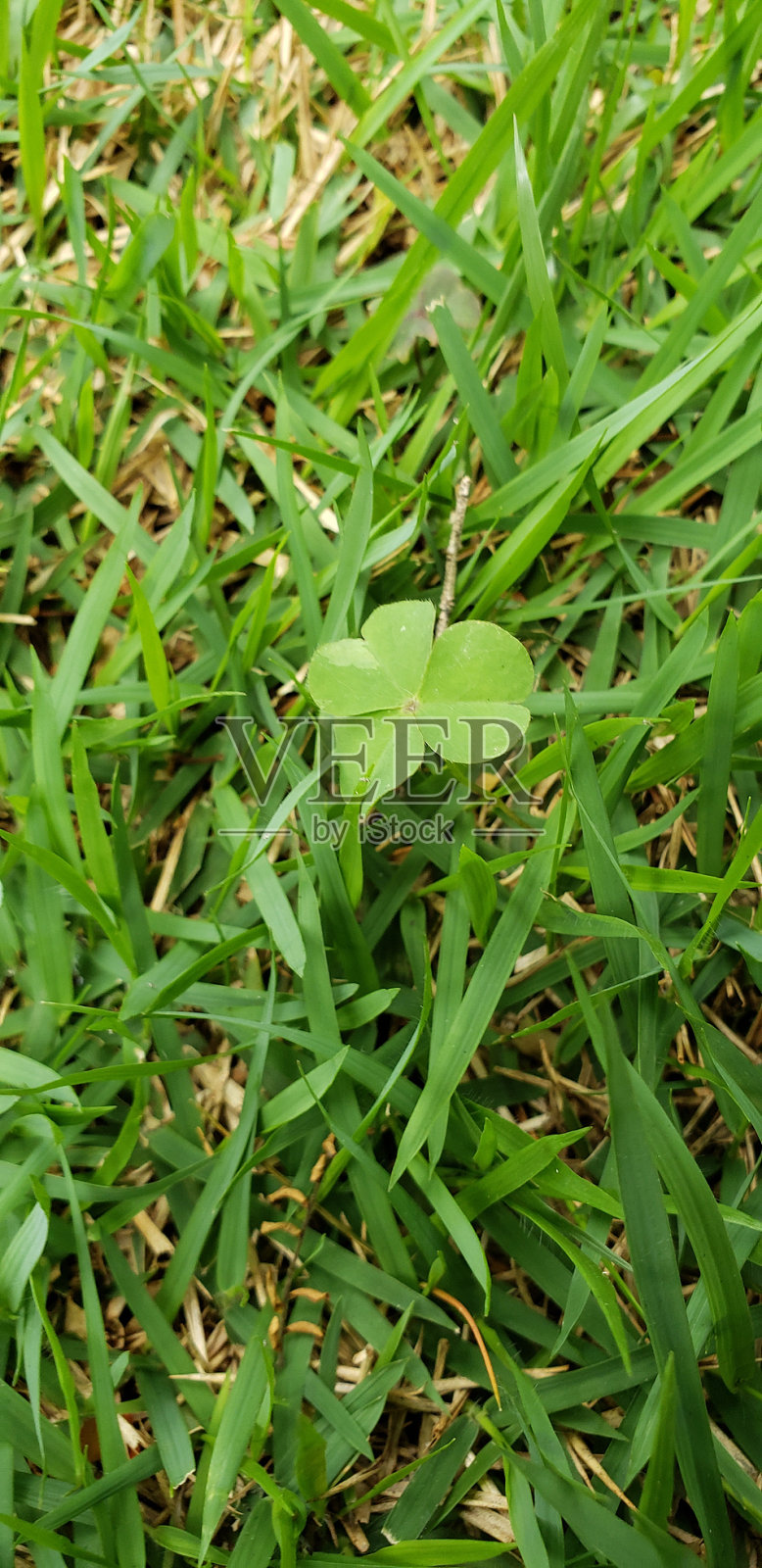 草的特写细节照片摄影图片