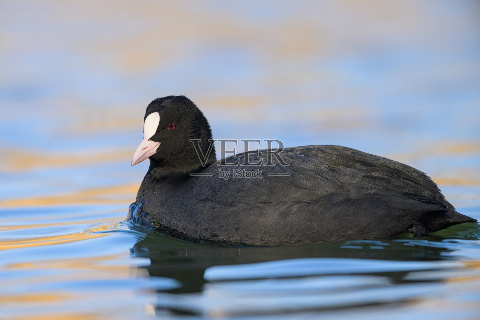 一只在湖上游泳的欧亚白骨顶照片摄影图片