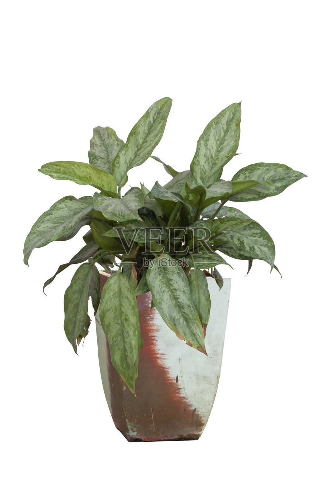 白底盆栽紫菀或中国常青树包括刈割路径。照片摄影图片