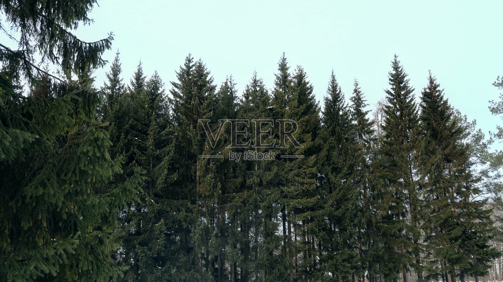 森林照片摄影图片