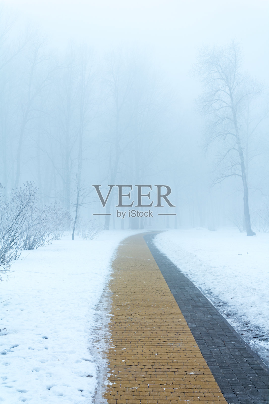 公园的长椅和树木在雾中照片摄影图片