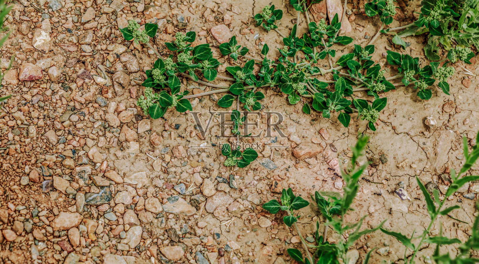 蚂蚁在沙地上行走，周围有绿叶和卵石照片摄影图片