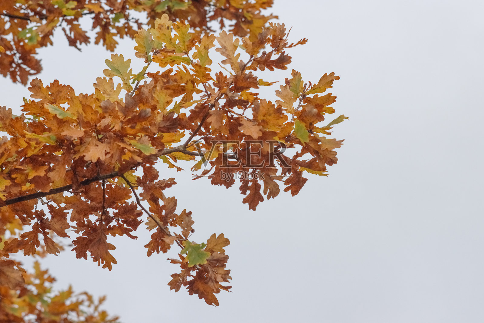有干叶子的橡树枝。照片摄影图片