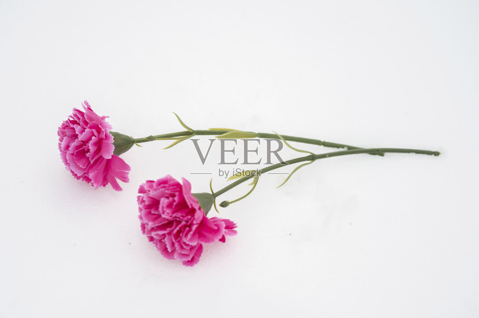 白色背景上的两朵粉红色康乃馨照片摄影图片