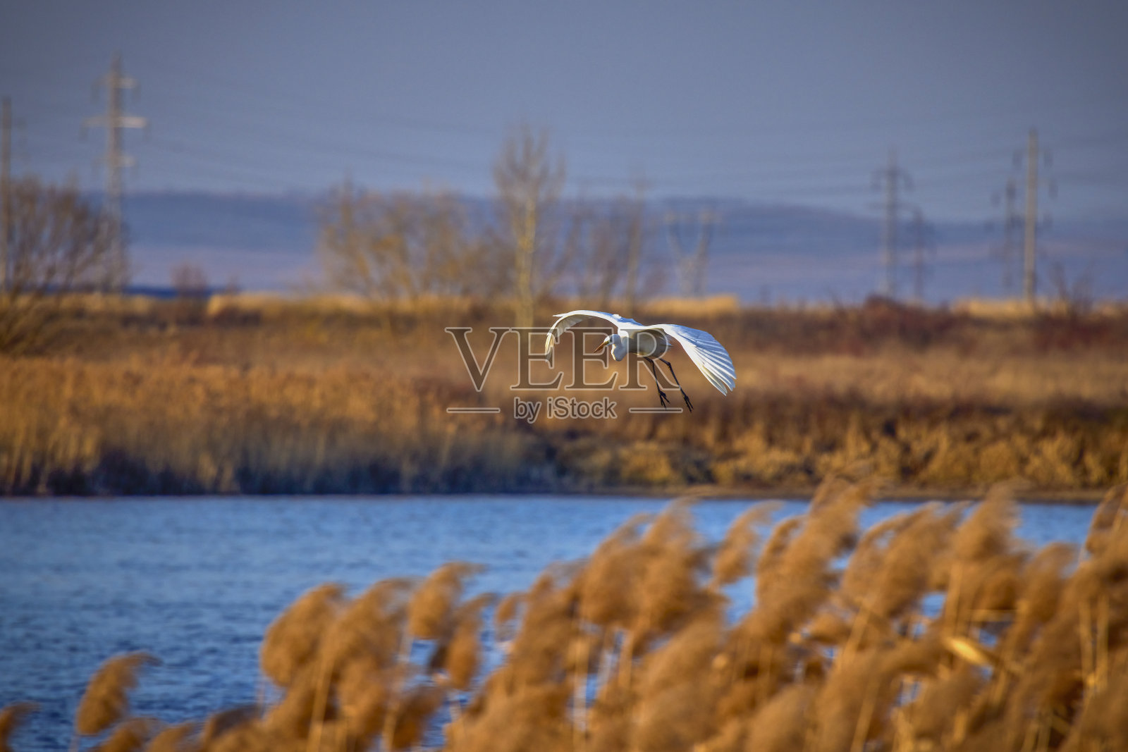 (Ardea alba)，它以蓝天为背景飞行照片摄影图片