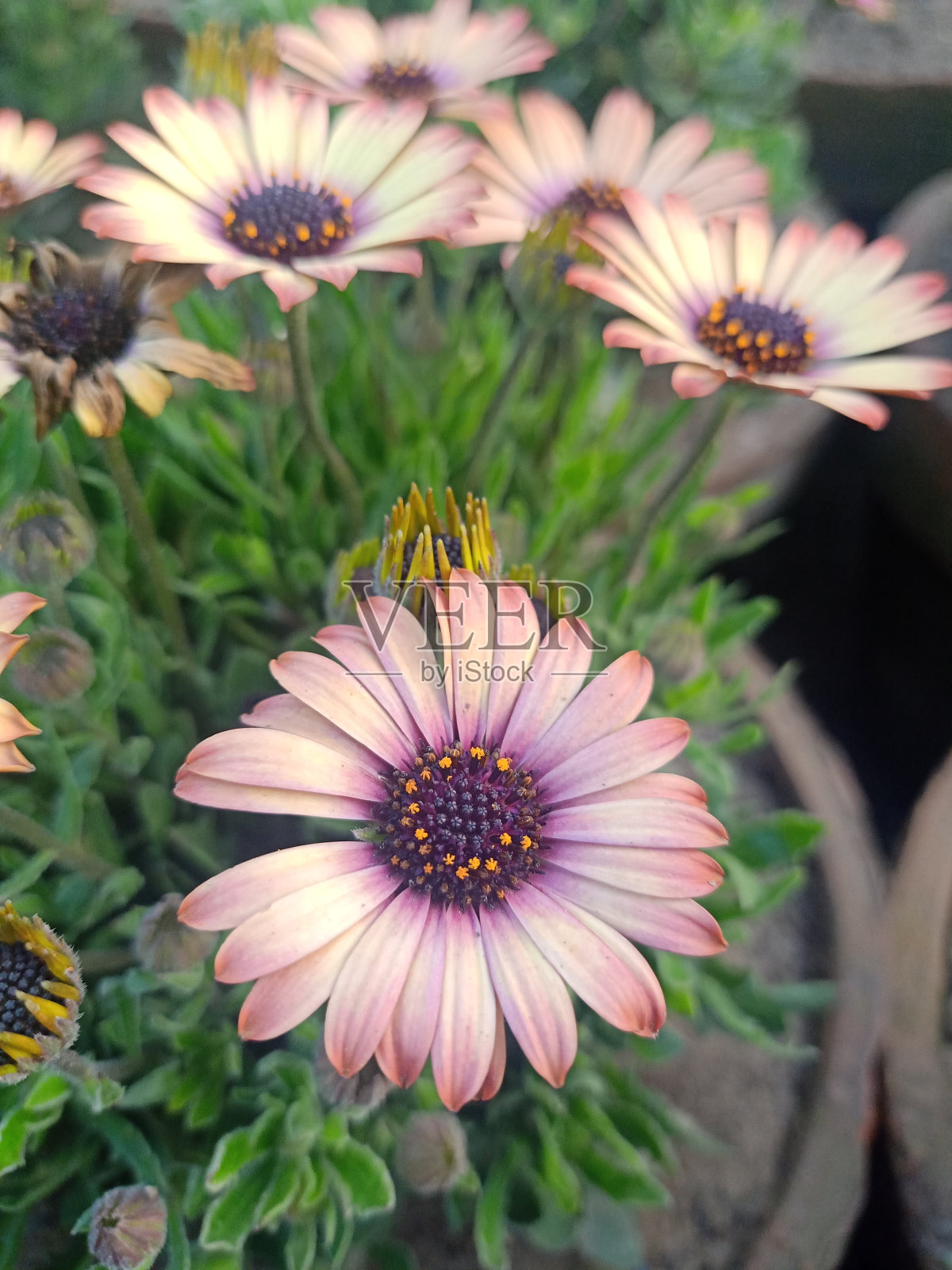 粉红色的非洲雏菊照片摄影图片