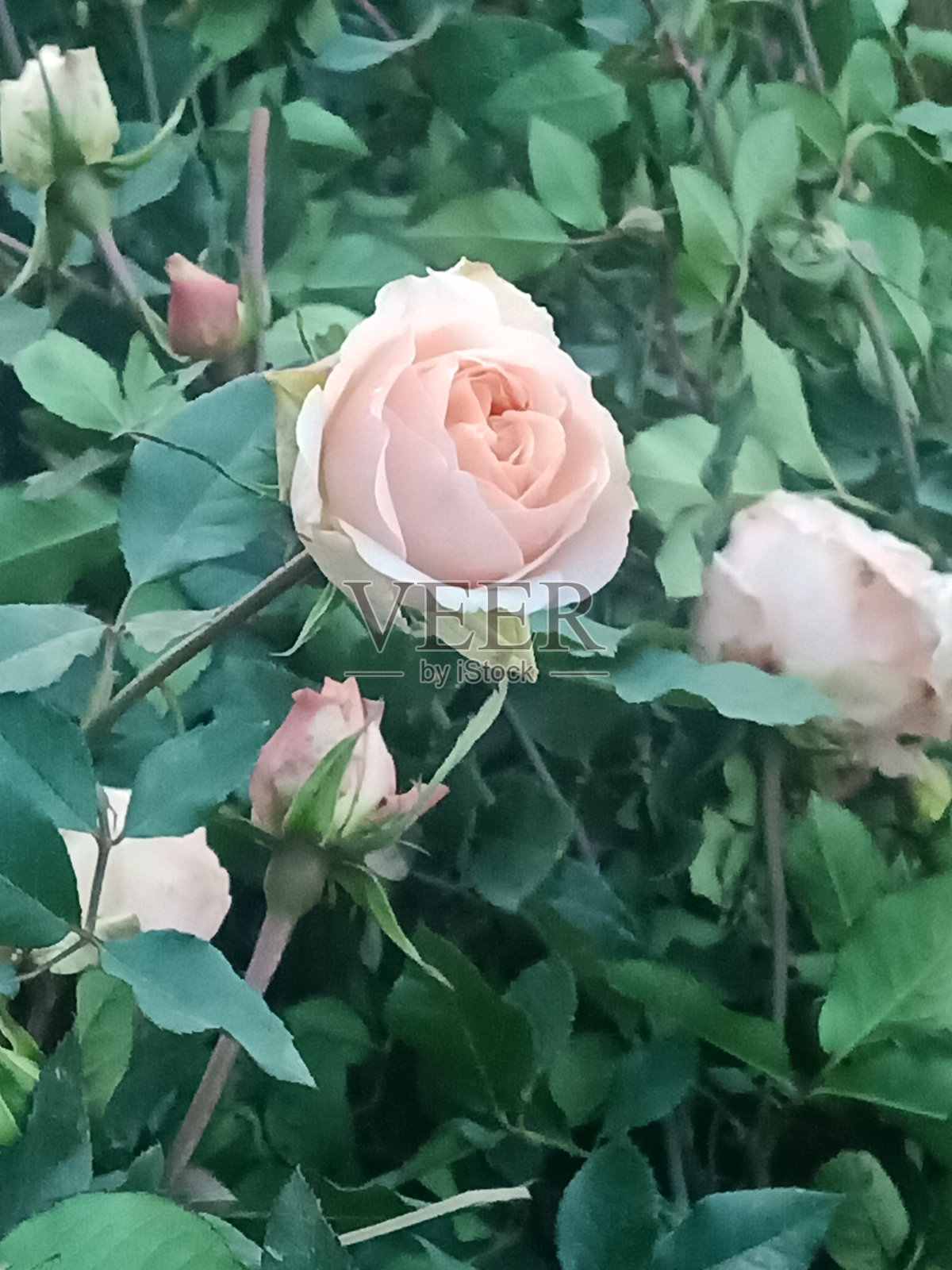 粉色玫瑰植物照片摄影图片