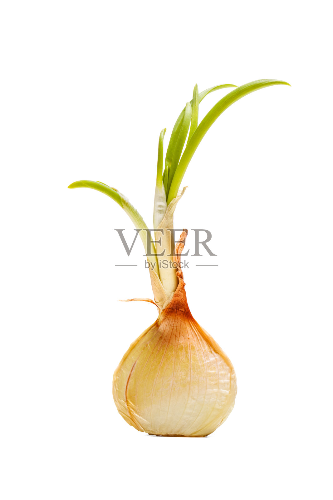 绿叶洋葱照片摄影图片