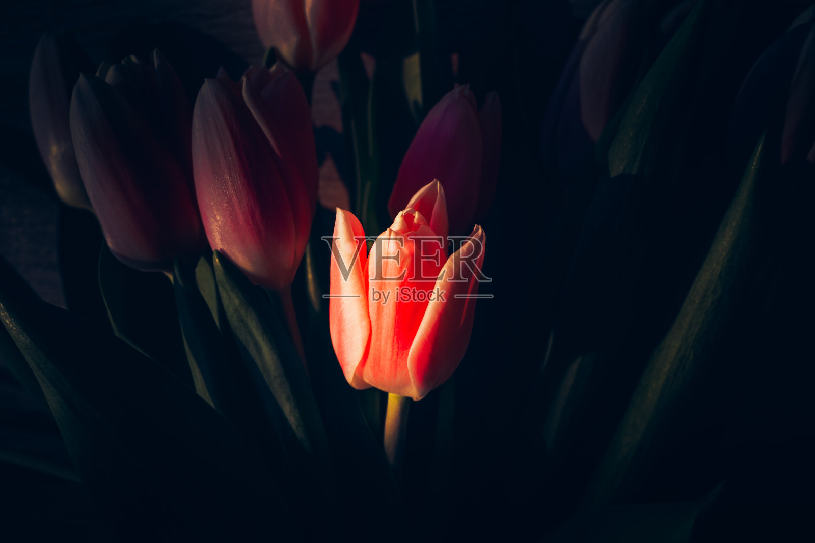 木制背景上的粉红色郁金香。特写镜头。太阳射线。照片摄影图片