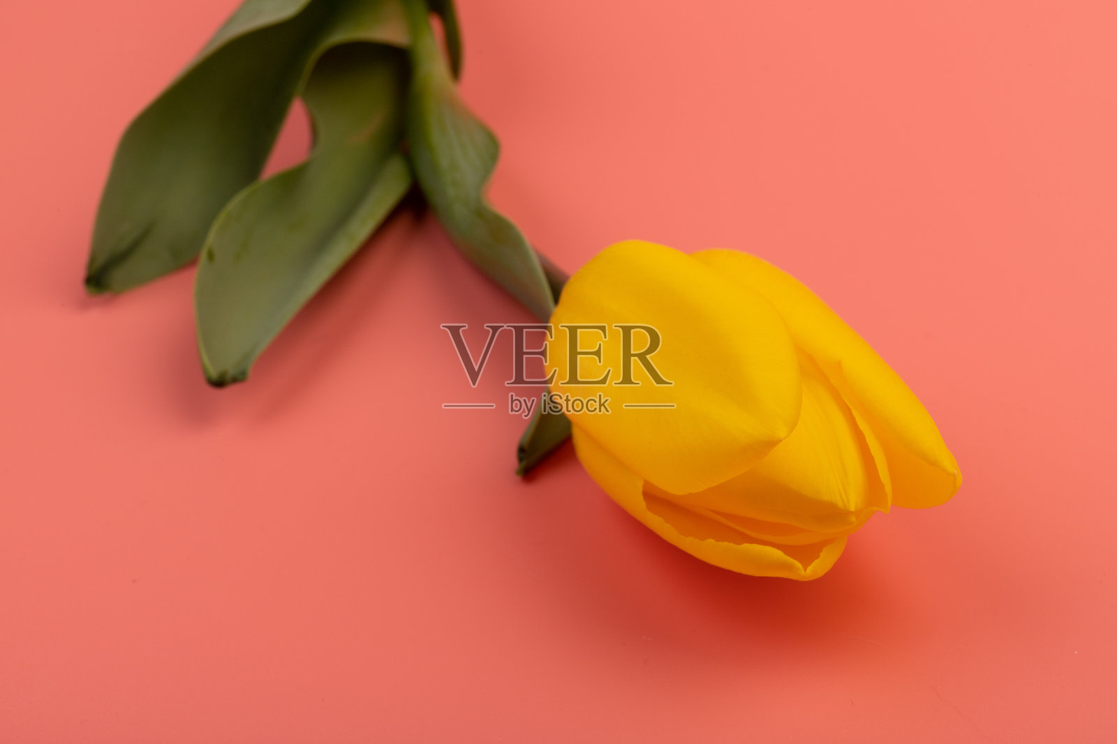 白色和黄色的郁金香花束，留出了问候信息的空间。母亲节和春天的背景概念。照片摄影图片