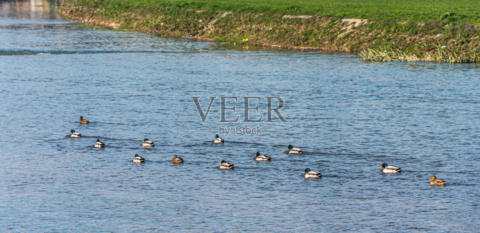 鸭子群游泳照片摄影图片