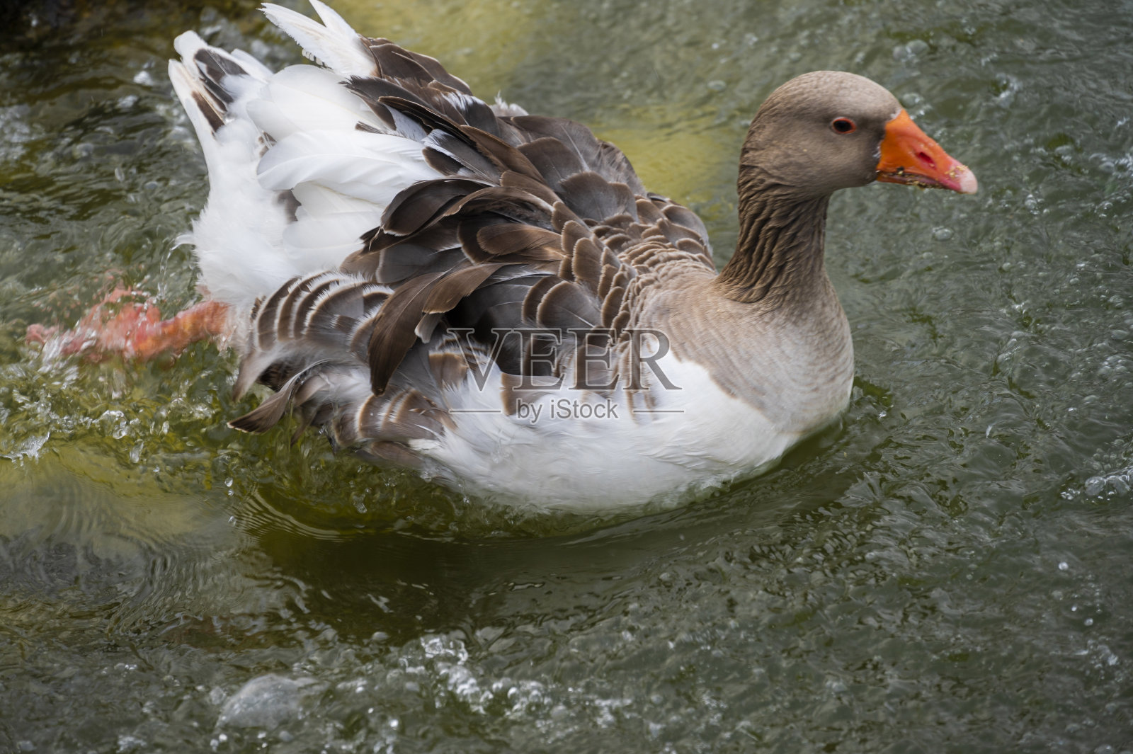 水中的彩色鸟鸭照片摄影图片