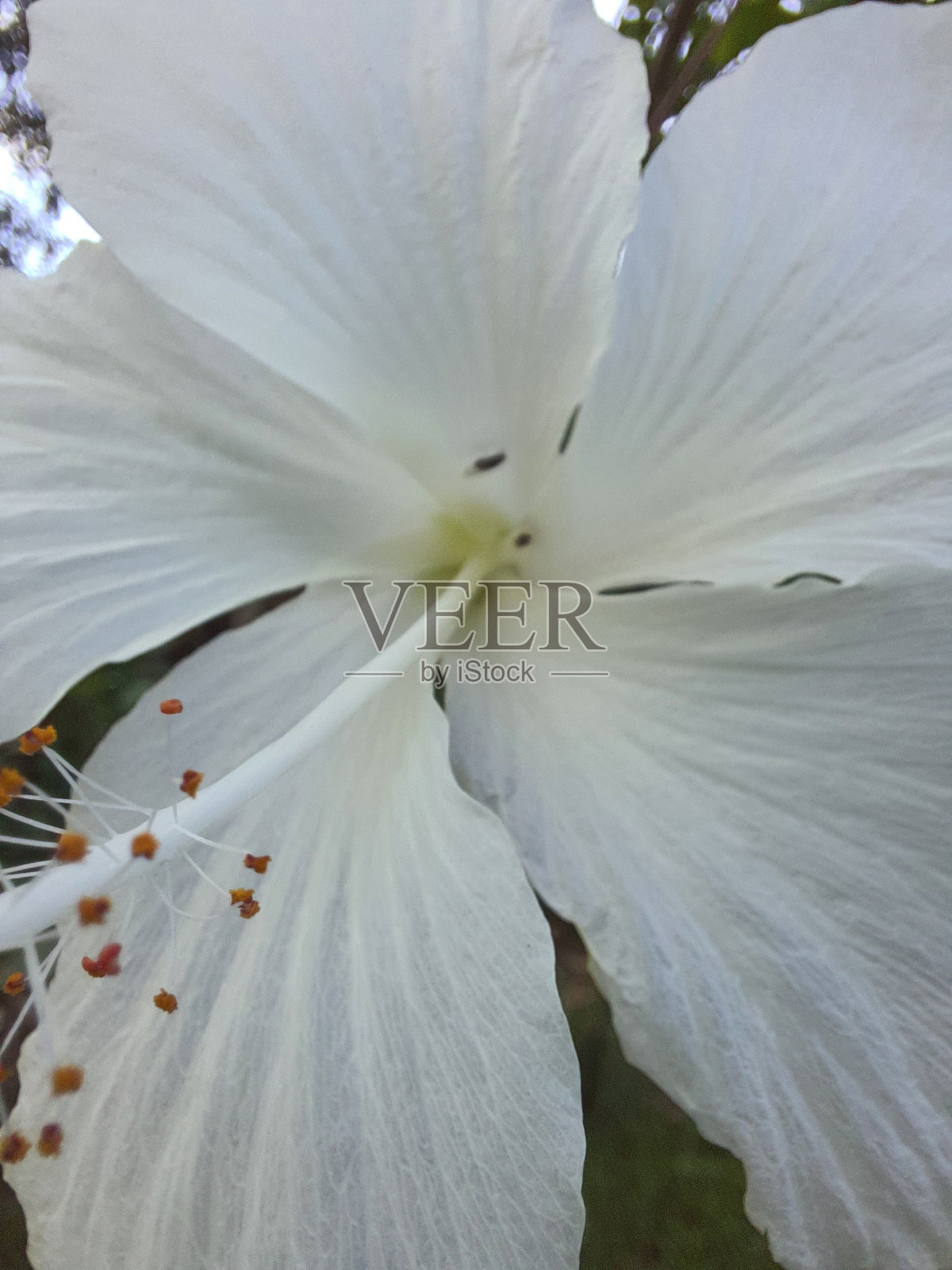 白色的芙蓉花，特写镜头。照片摄影图片