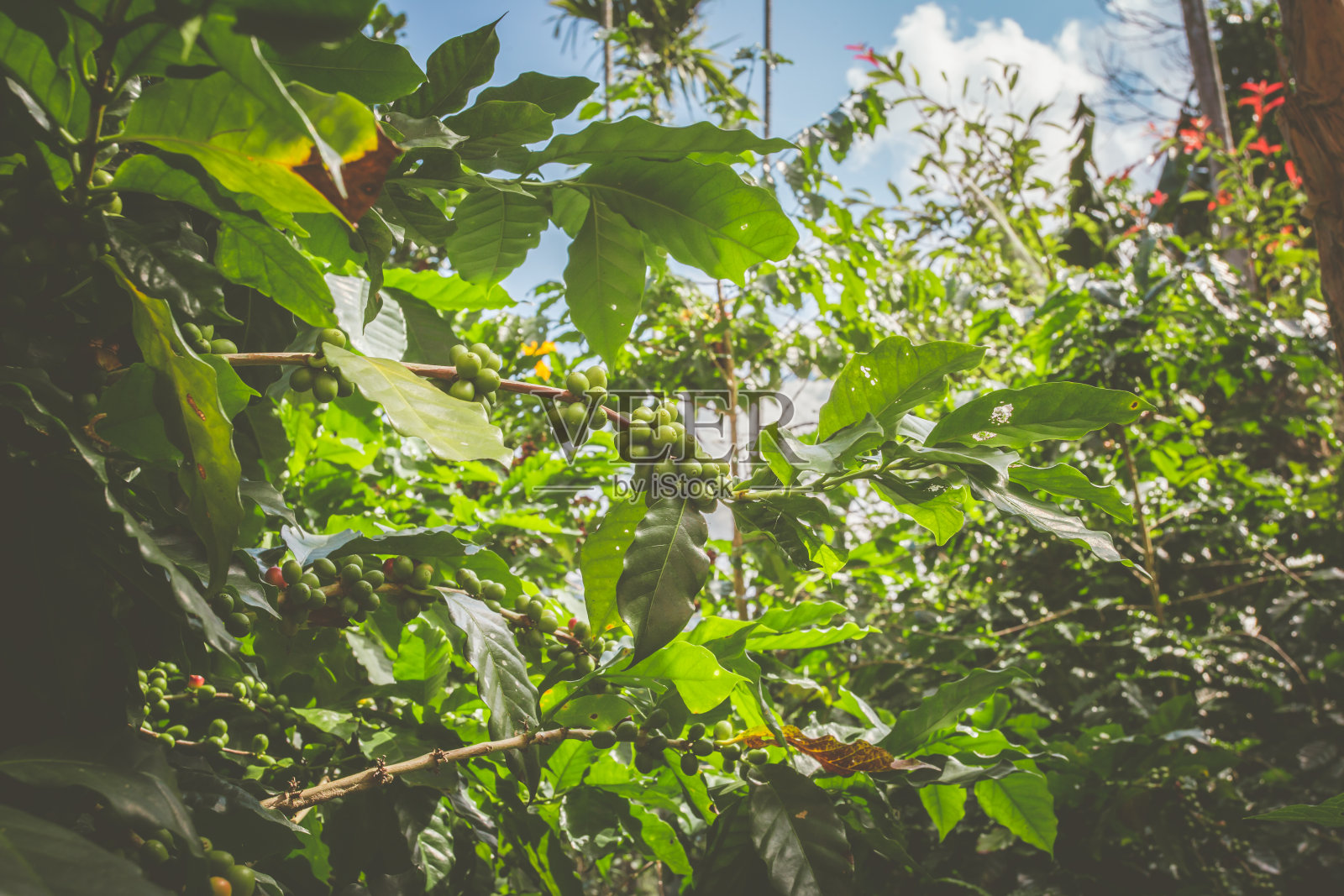咖啡农场的咖啡树上的樱桃咖啡照片摄影图片