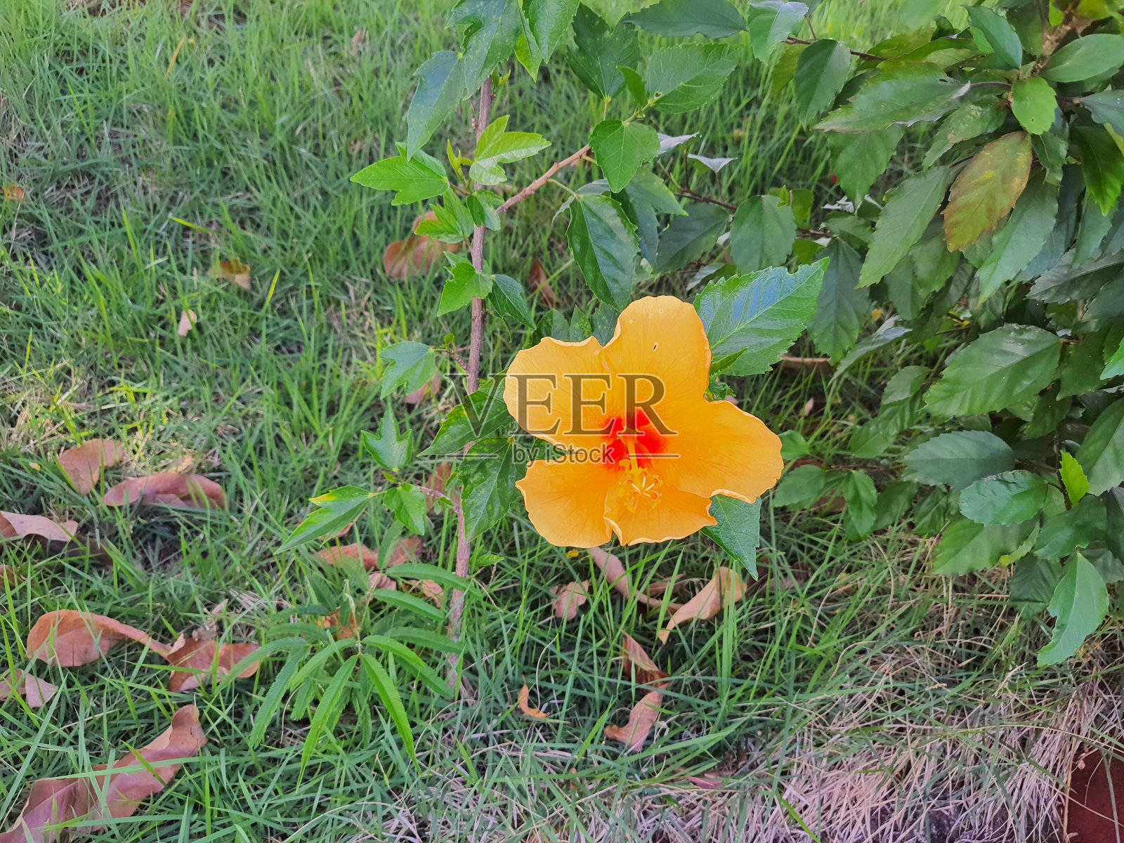 黄色的芙蓉花，中间有红色。照片摄影图片