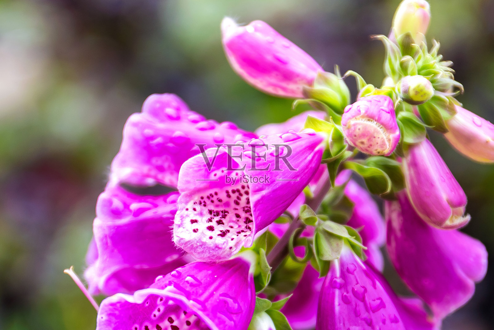 美丽鲜艳的紫花洋地黄近距离。照片摄影图片