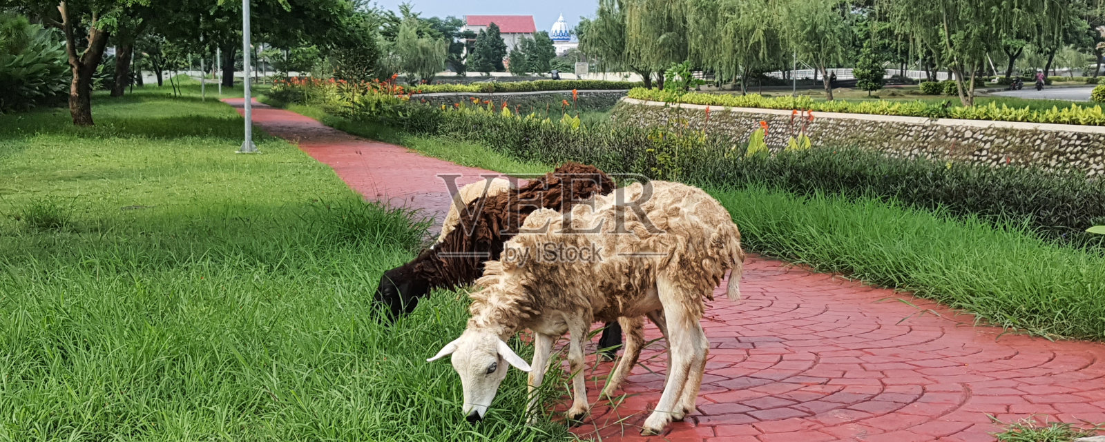 住宅区内的山羊照片摄影图片