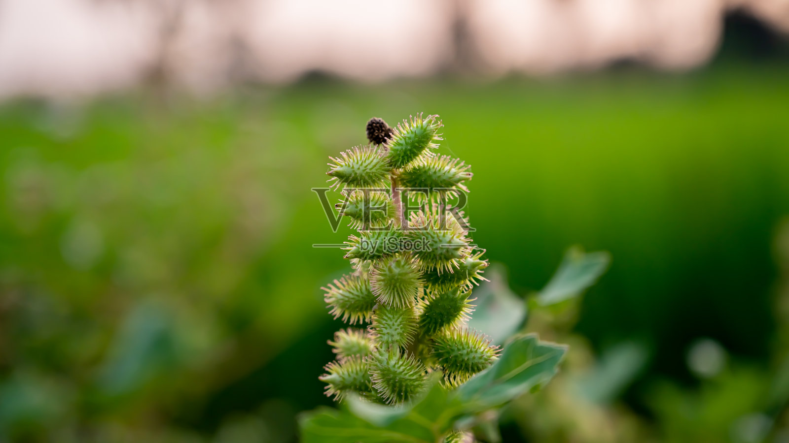 苍耳或苍耳照片摄影图片