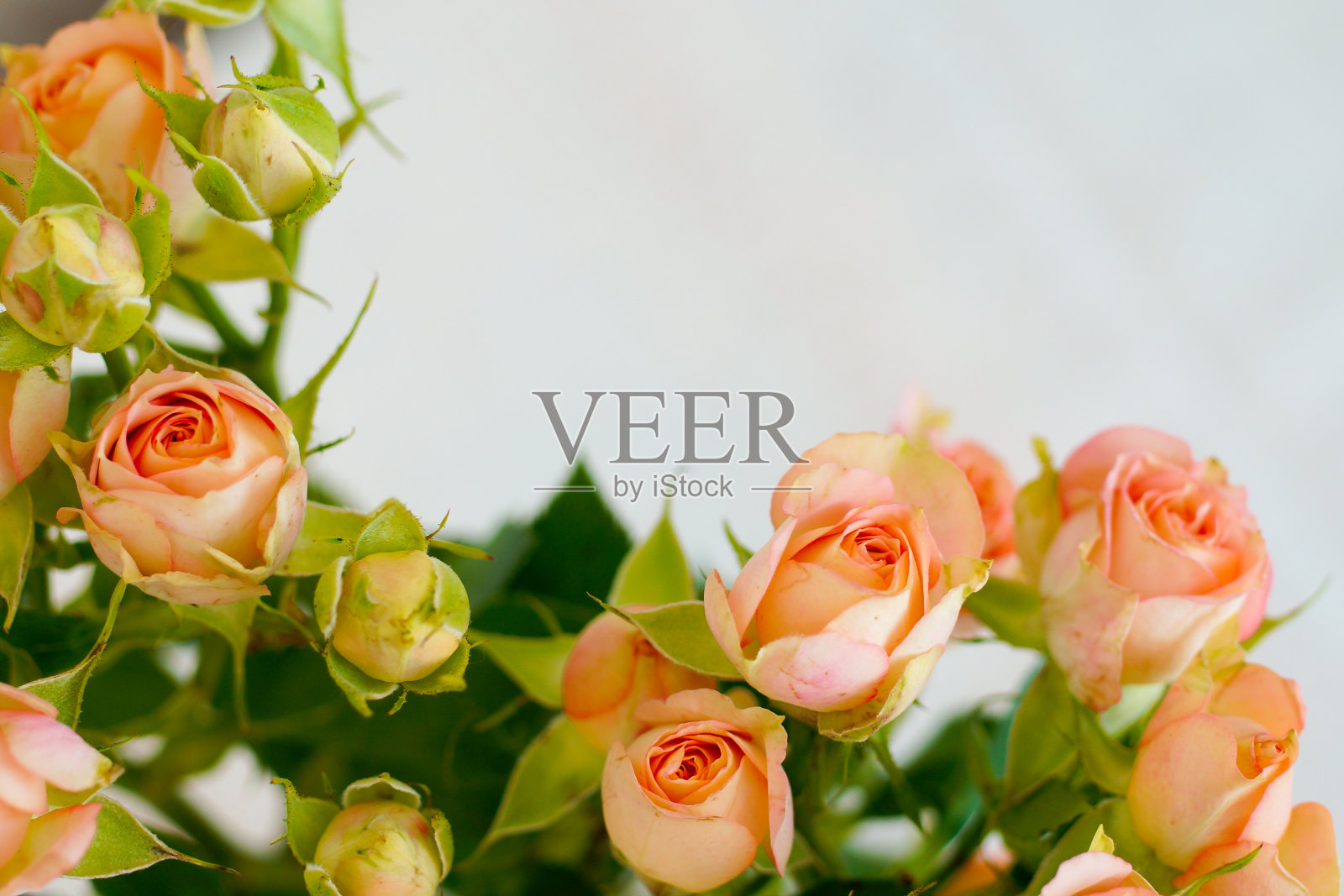 珊瑚，粉红色，米色和橙色玫瑰框架在白色的背景照片摄影图片