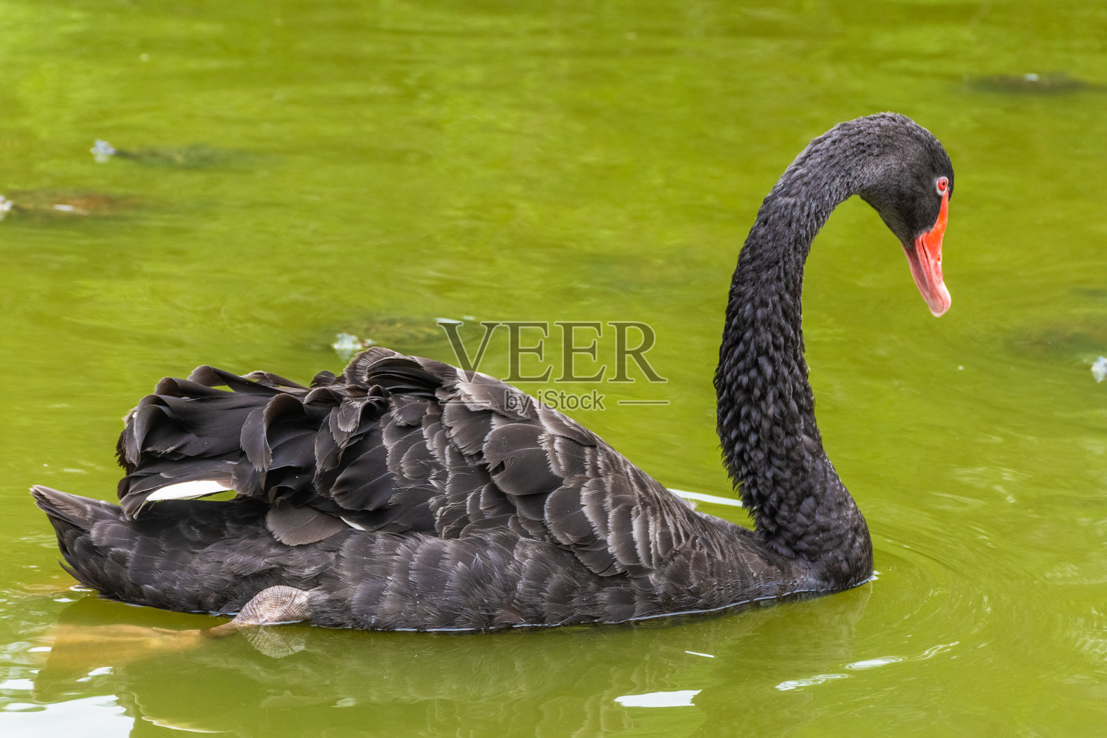 新加坡的黑天鹅照片摄影图片