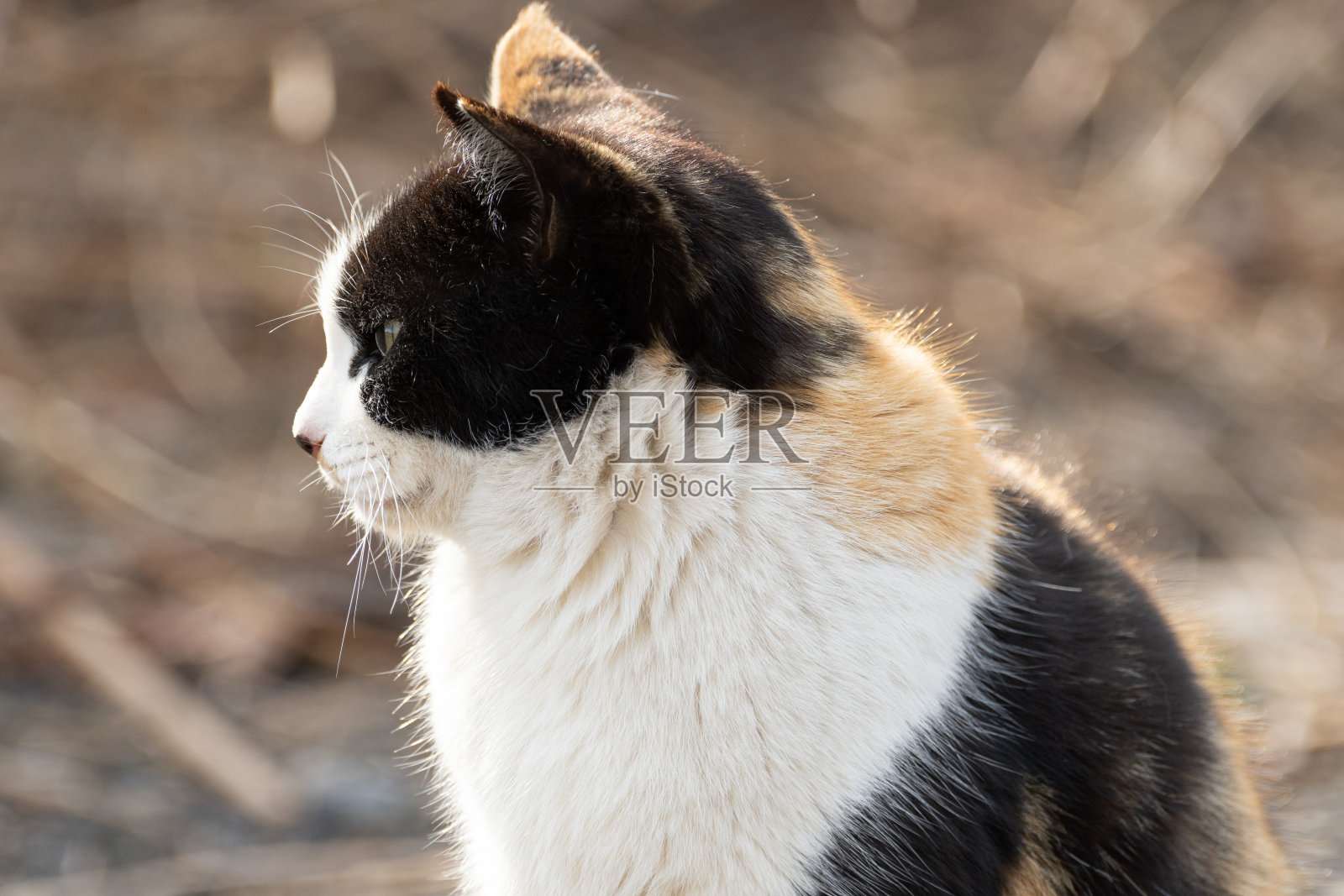 猫照片摄影图片