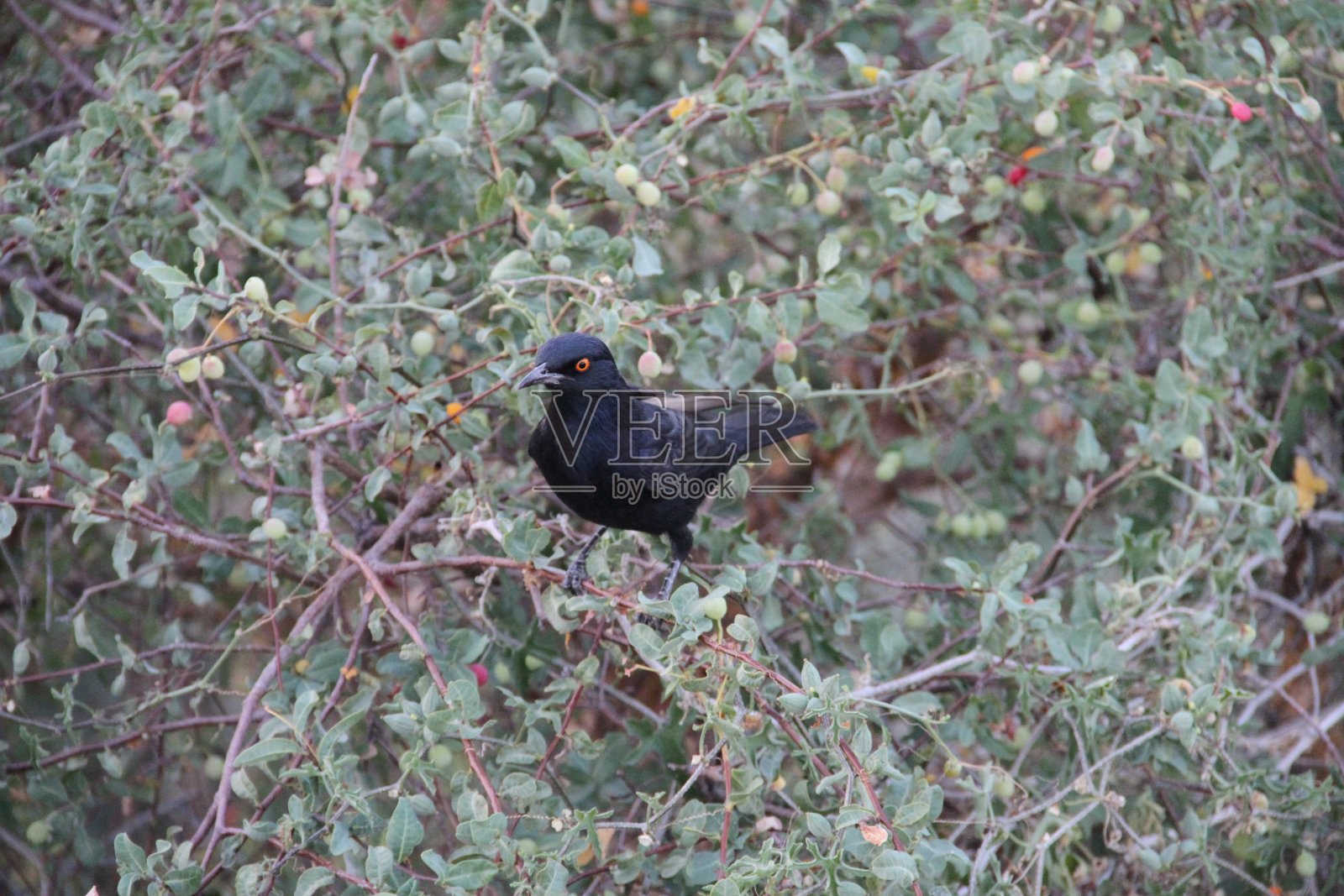 鸟栖息在树上的特写镜头照片摄影图片