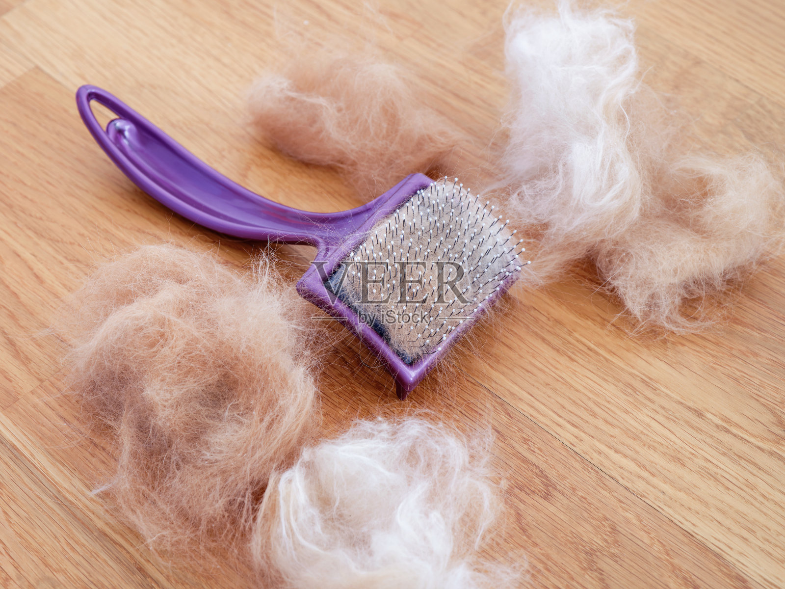 一个有猫毛的梳子躺在有更多猫毛的木地板上照片摄影图片