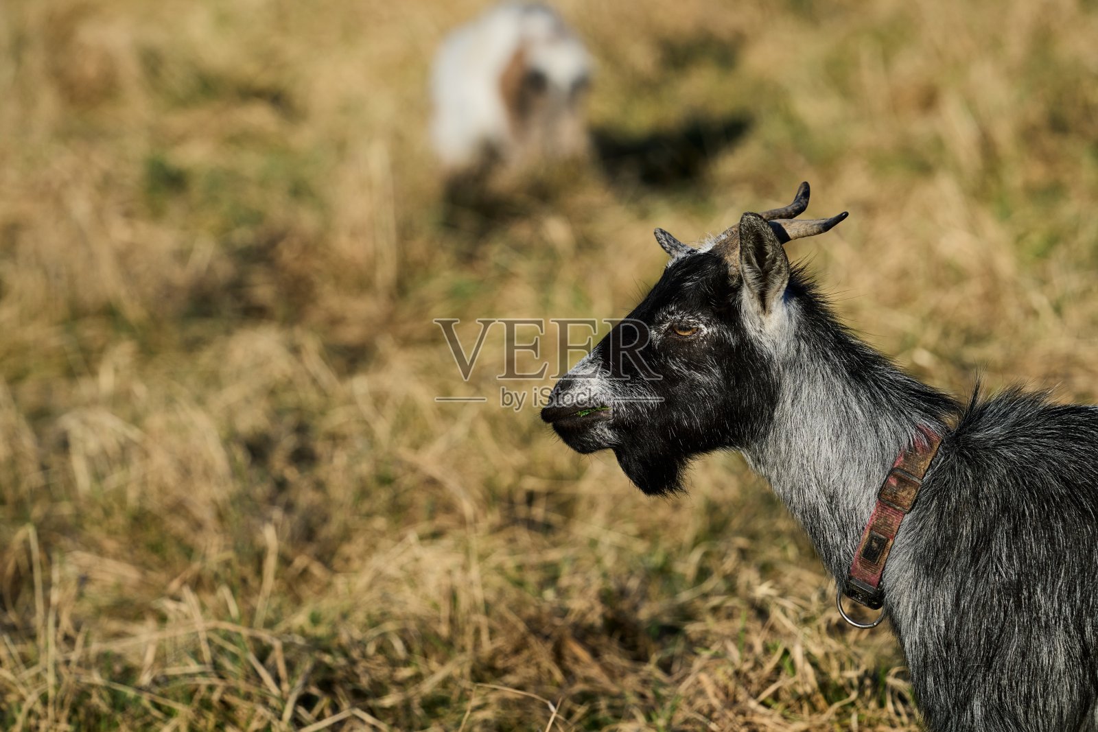 一只山羊津津有味地咀嚼着一片莴苣叶照片摄影图片
