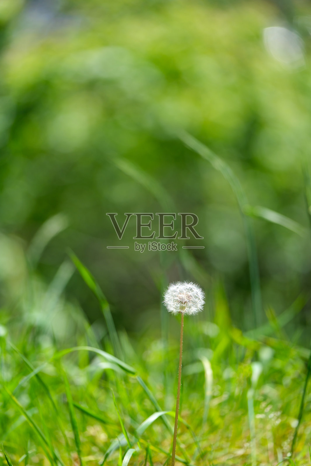 蒲公英在绿色的背景。春天的花在地上照片摄影图片